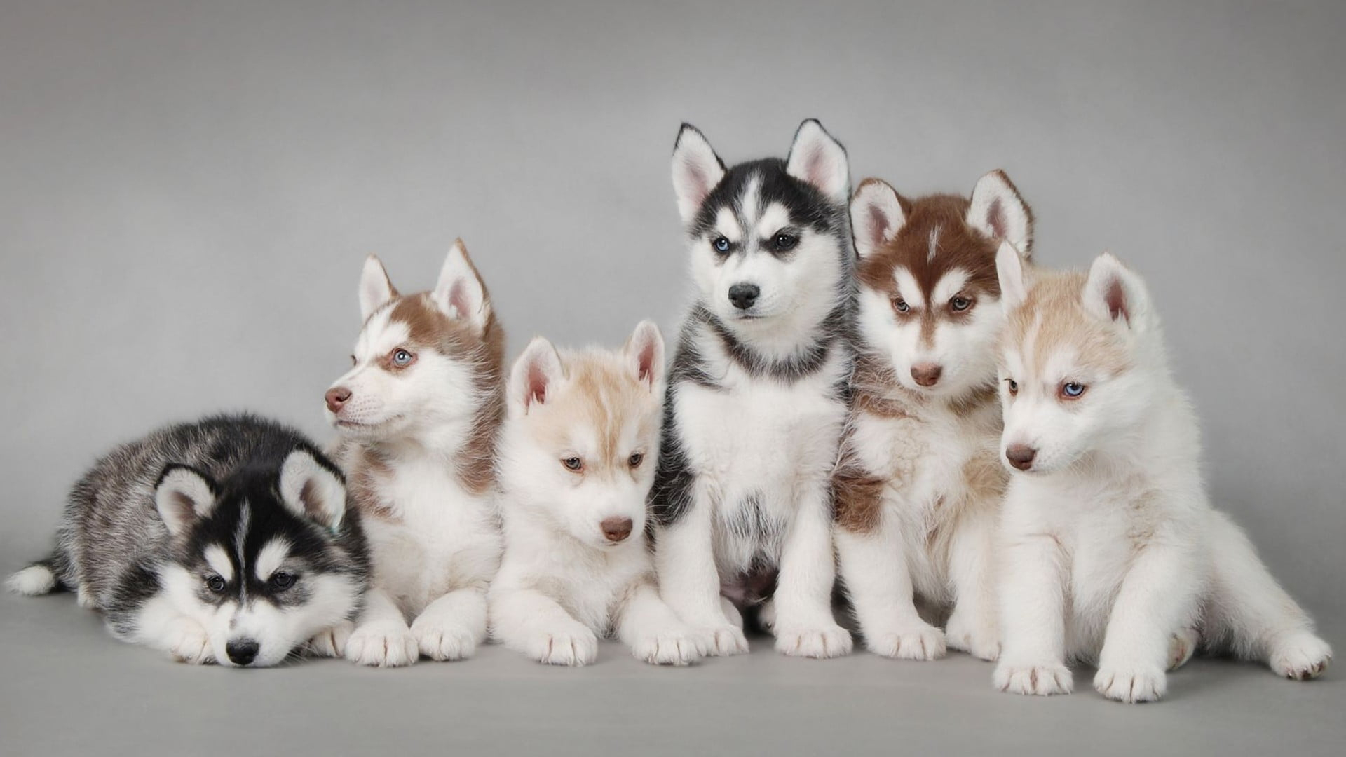 Siberian husky puppy litter, dog wallpaper, puppies, animals, domestic