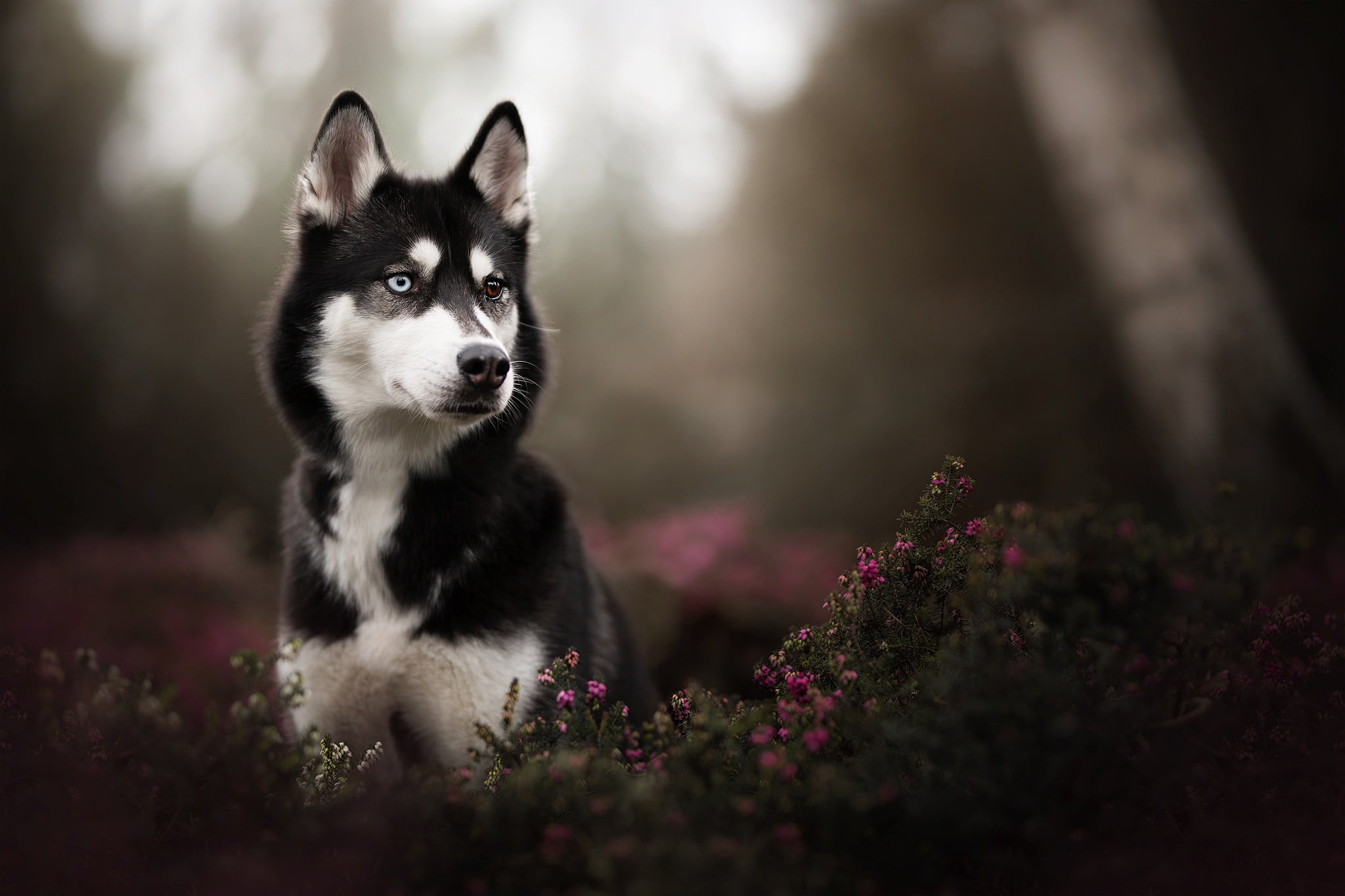 Adult white and black Siberian husky, black Siberian Husky puppy in tilt shift photography