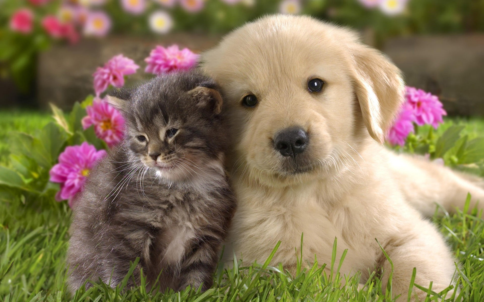 Golden retriever puppy, nature, animals, grass, puppies, kittens wallpaper