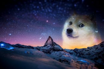 Short-coated white dog, snow, night, animals, doge, memes, humor wallpaper