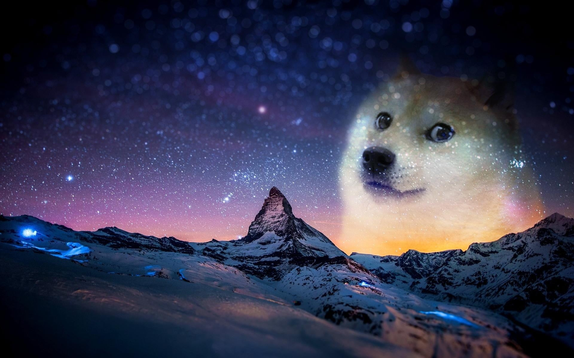 Short-coated white dog, snow, night, animals, doge, memes, humor wallpaper