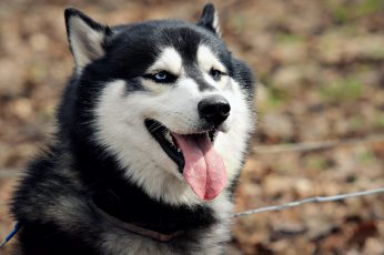 Adult black and white Siberian Husky, dog wallpaper, animals, one animal