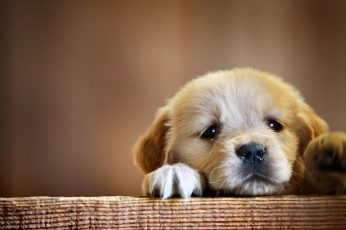Short-coated beige puppy, animals, dog, puppies, domestic, canine wallpaper