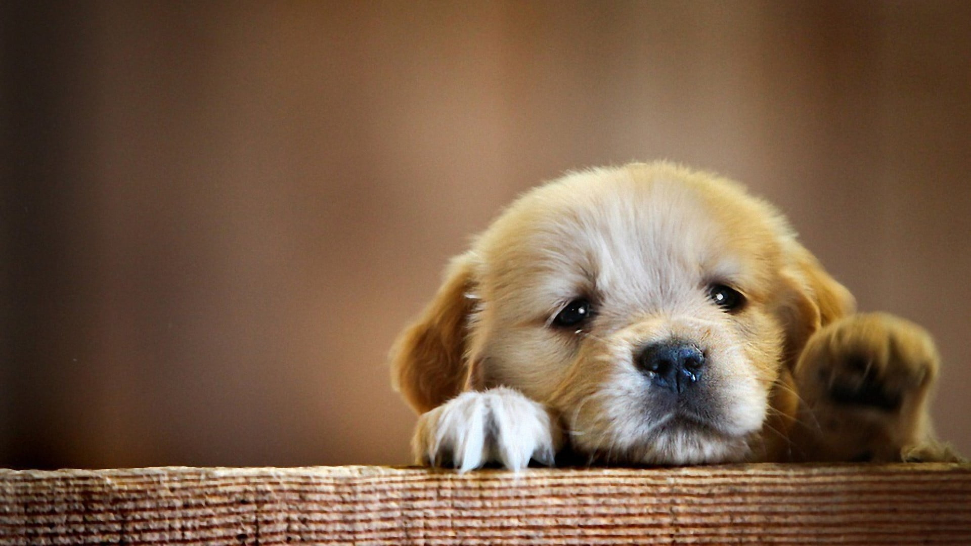 Short-coated beige puppy, animals, dog, puppies, domestic, canine wallpaper