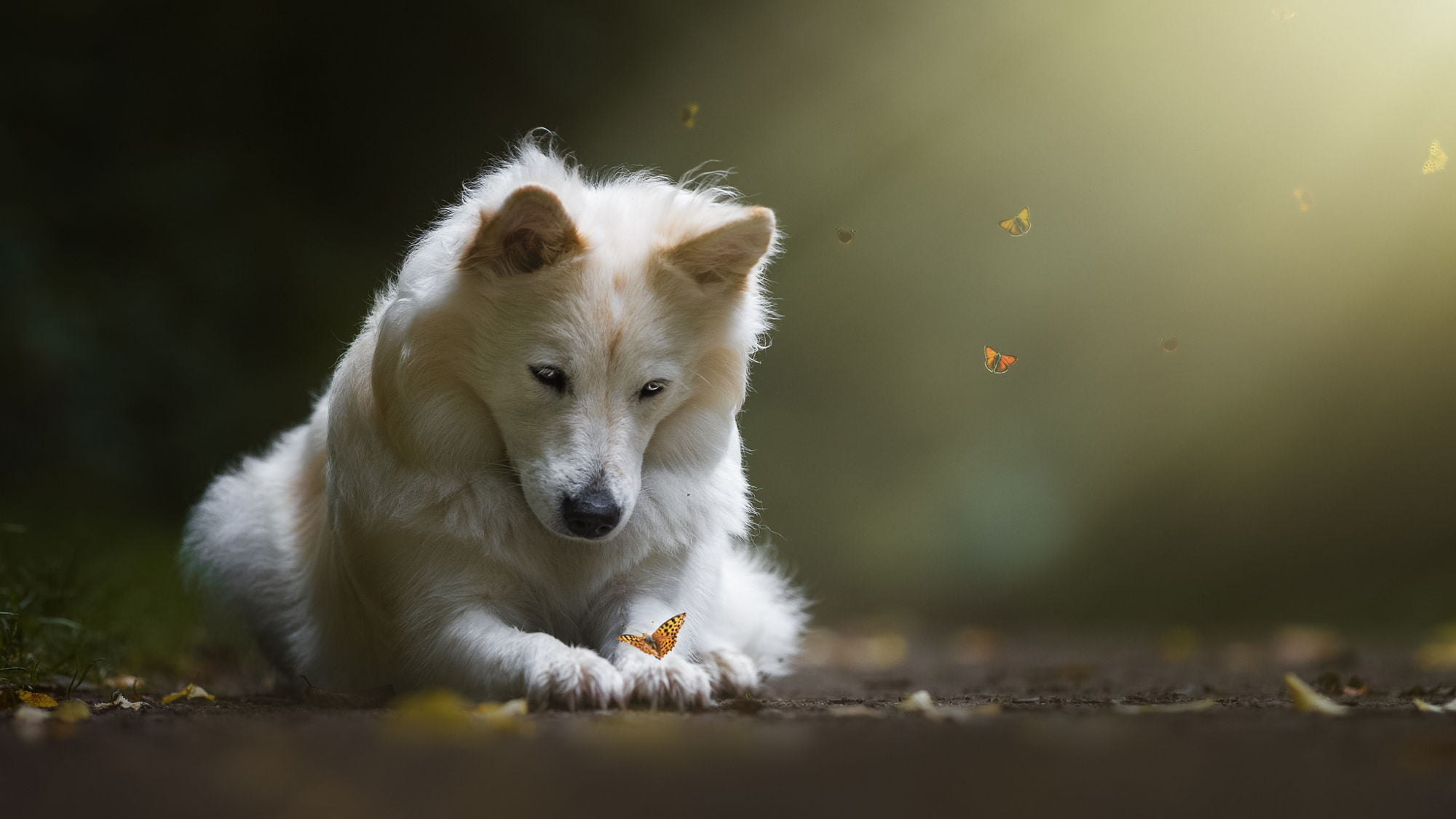 White wolf, dog, butterfly, one animal, animal themes, mammal wallpaper