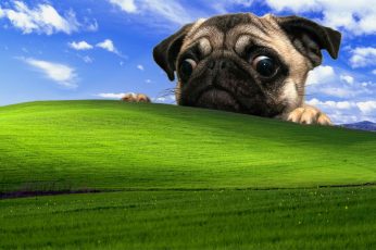 Fawn pug and Microsoft Windows field wallpaper, Windows XP, dog wallpaper