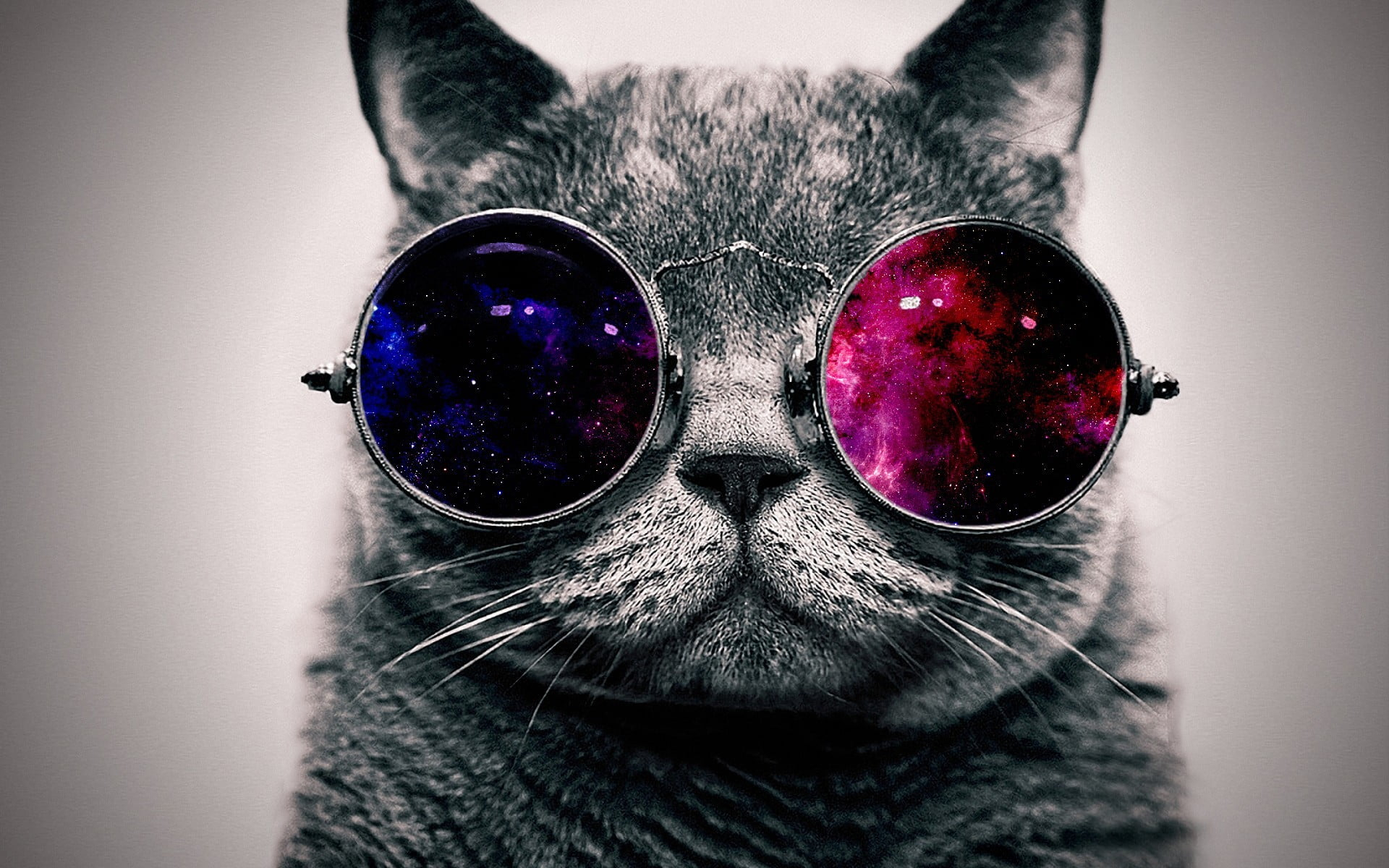 Grey cat and sunglasses, space, abstract, minimalism, animals wallpaper