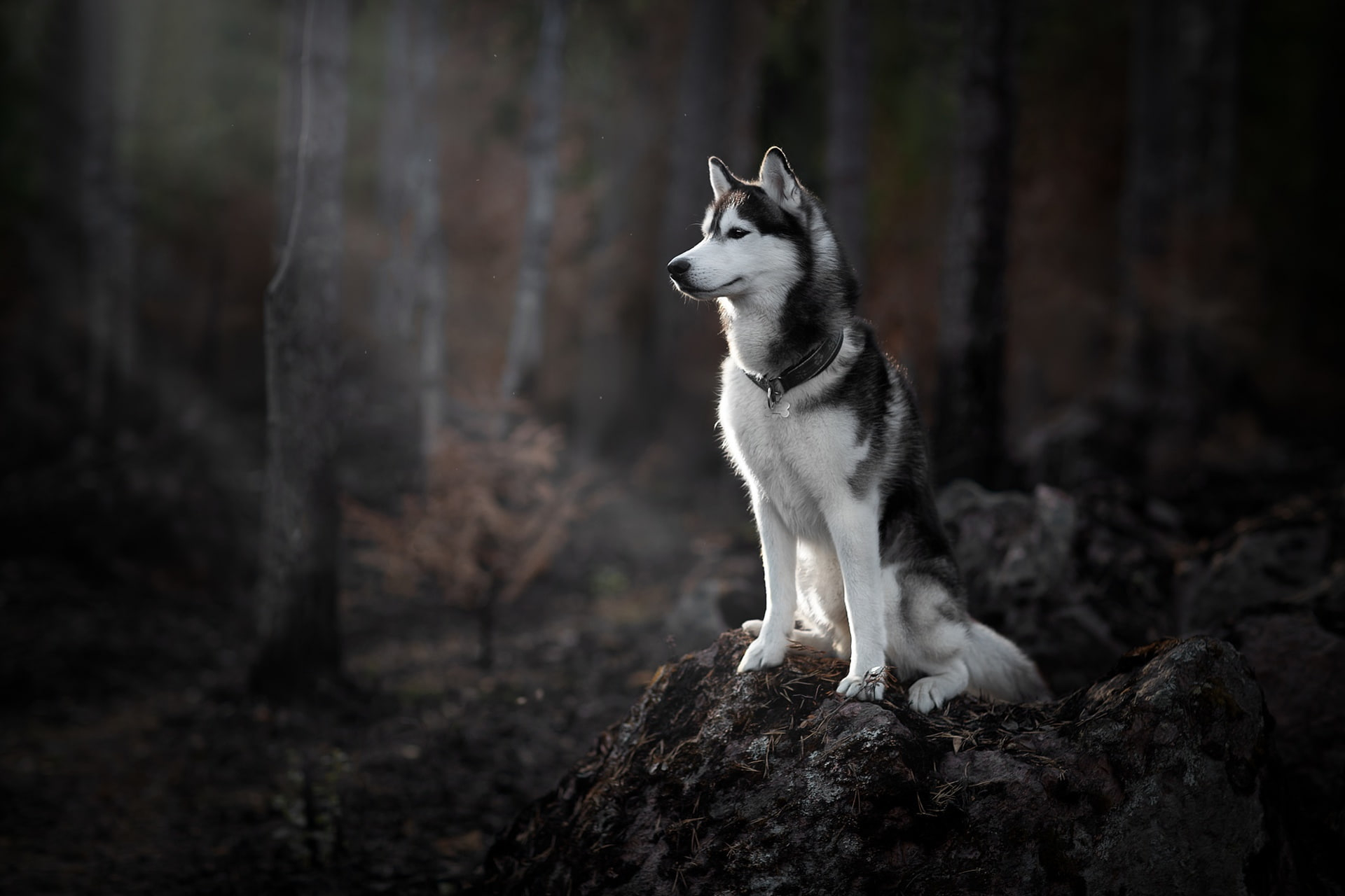 Forest, dog wallpaper, Husky