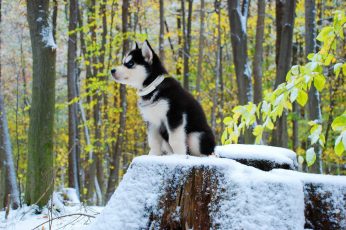 Black and white Siberian husky puppy, puppies, dog, animals, one animal wallpaper