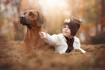 Adult short-coated brown dog, animals, baby, hat, depth of field wallpaper