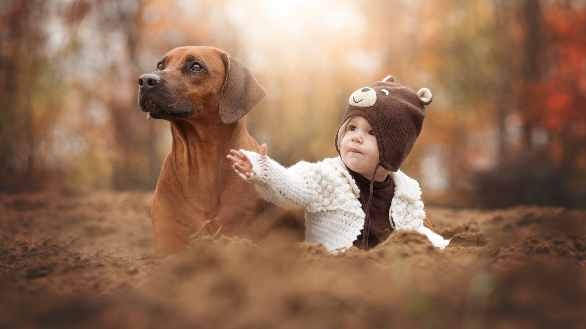 Adult short-coated brown dog, animals, baby, hat, depth of field wallpaper