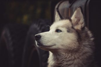 Gray and white wolf, Siberian Husky , dog, tires, one animal wallpaper