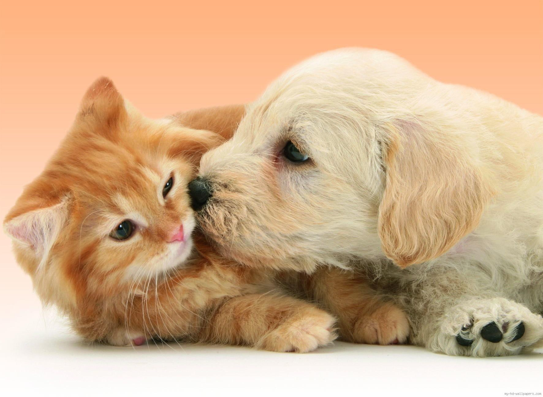 Puppy Dog kissing cat, cat and dog wallpaper, animal, fun
