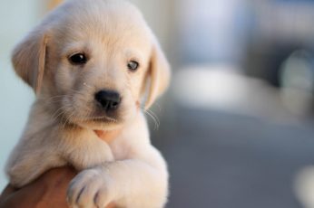 Cute puppy, dog, pet, face, hand wallpaper