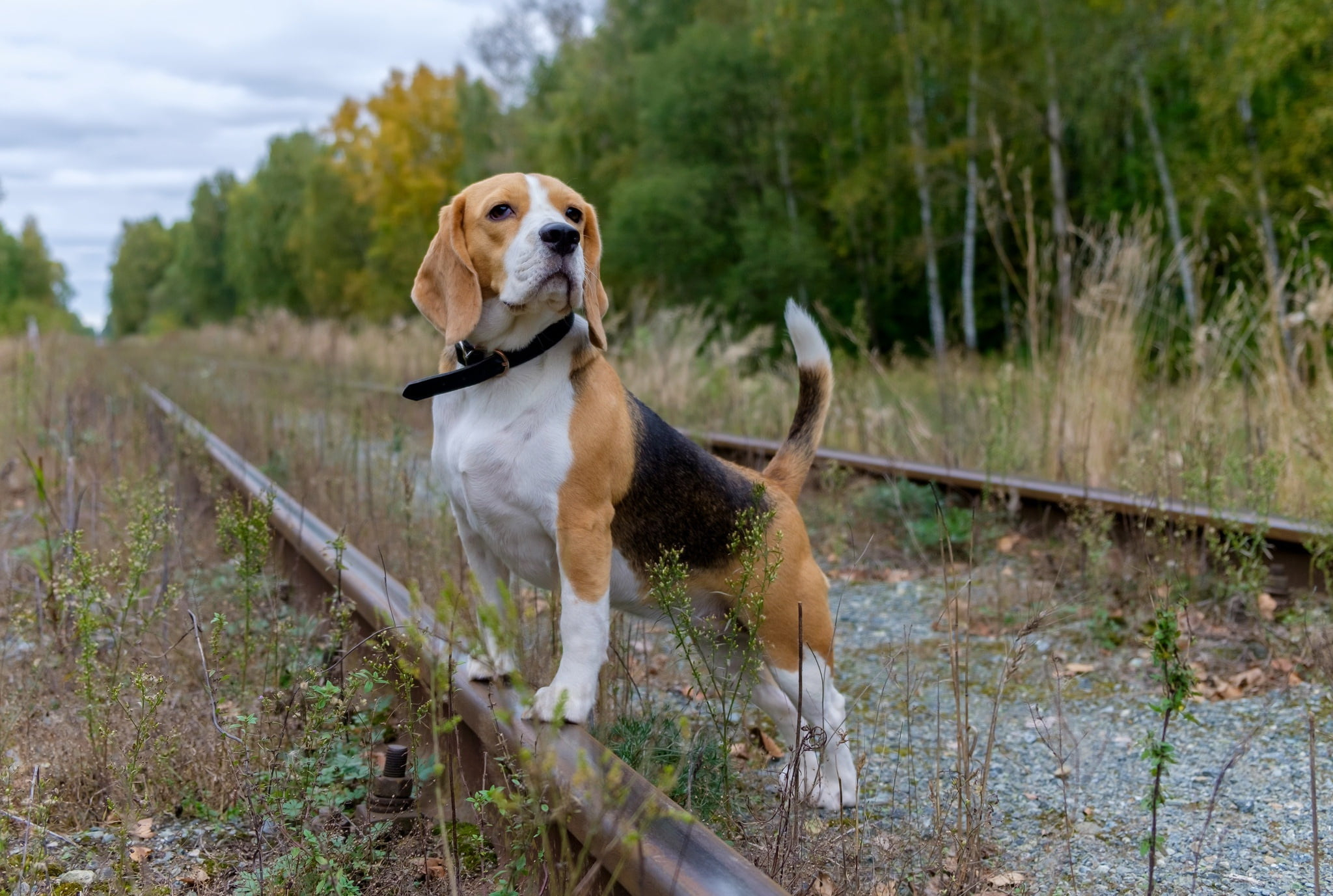 Adult tricolored beagle, railway, animals, dog, canine, pets wallpaper