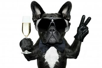 Dog wallpaper, celebrate, champagne, dog breed, snout, eyewear, french bulldog