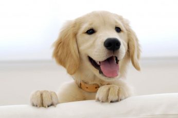 Beige dog, puppies, golden retrievers, animals, canine, pets wallpaper