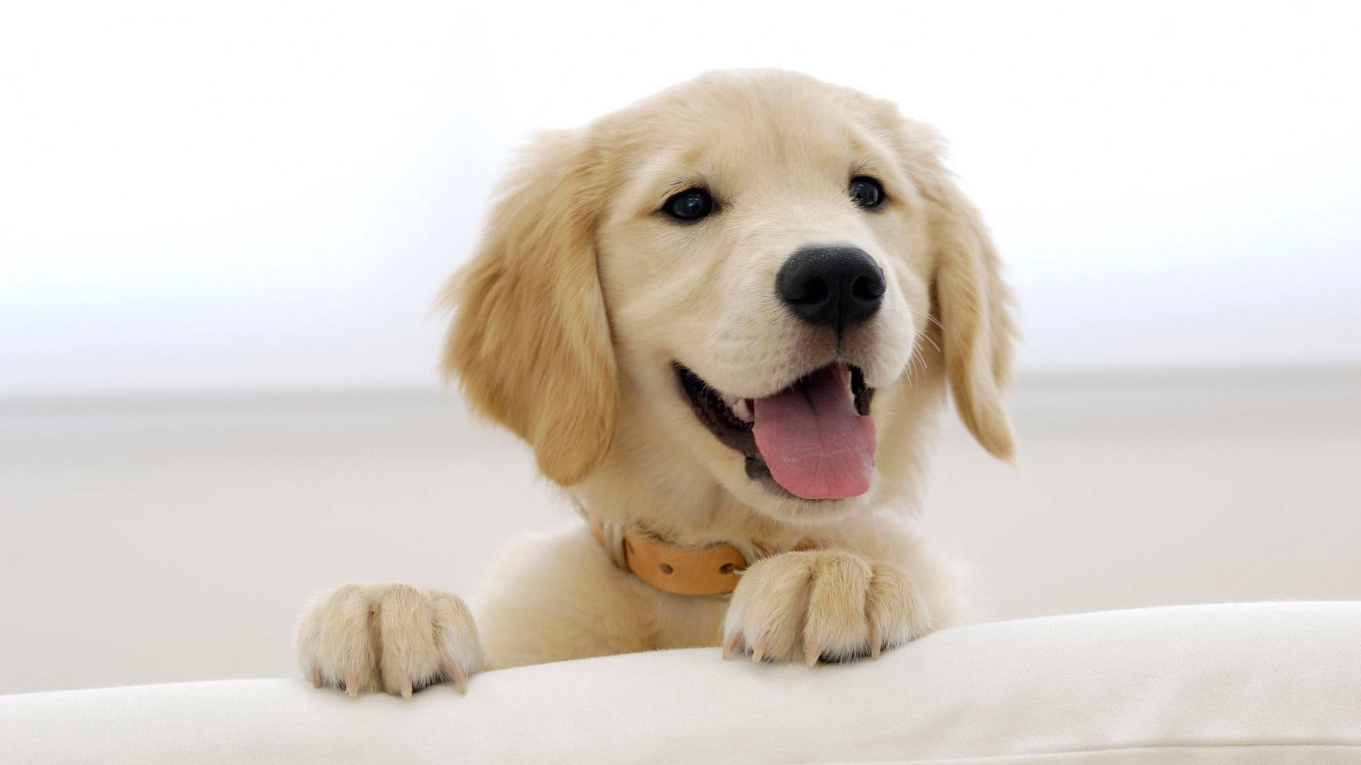 Beige dog, puppies, golden retrievers, animals, canine, pets wallpaper