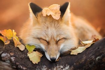 Brown fox, beige fox laying on tree, nature, animals, trees, leaves wallpaper