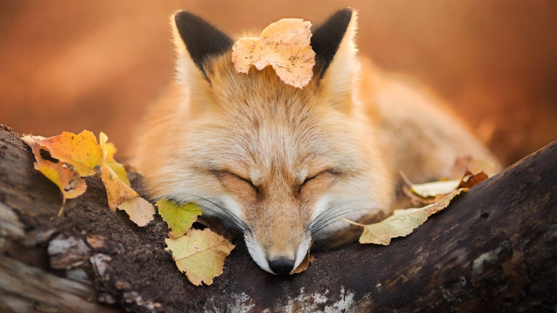 Brown fox, beige fox laying on tree, nature, animals, trees, leaves wallpaper