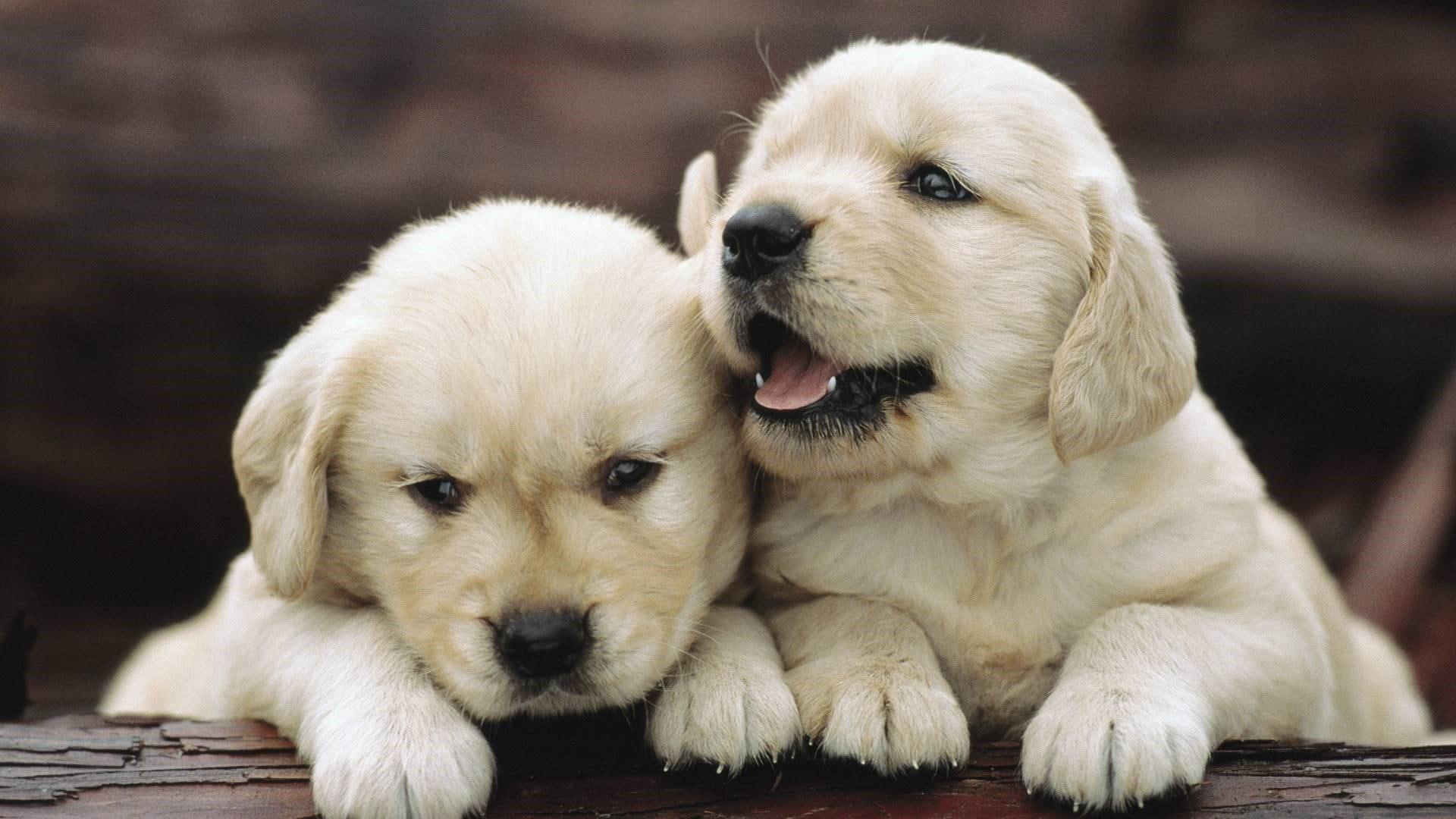 Cute, Doggie, Dogs, Puppies Wallpaper - Wallpaperforu