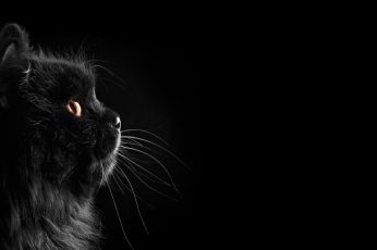 Long-furred black cat, black cats, dark, selective coloring, black background