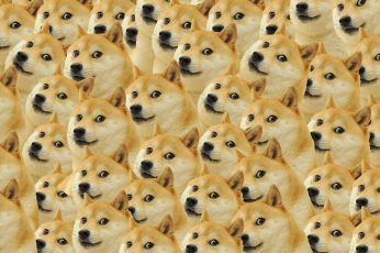 Tan akita dog, doge, memes, face, full frame, large group of objects wallpaper