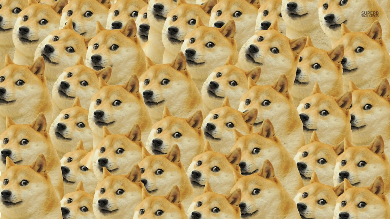 Tan akita dog, doge, memes, face, full frame, large group of objects wallpaper