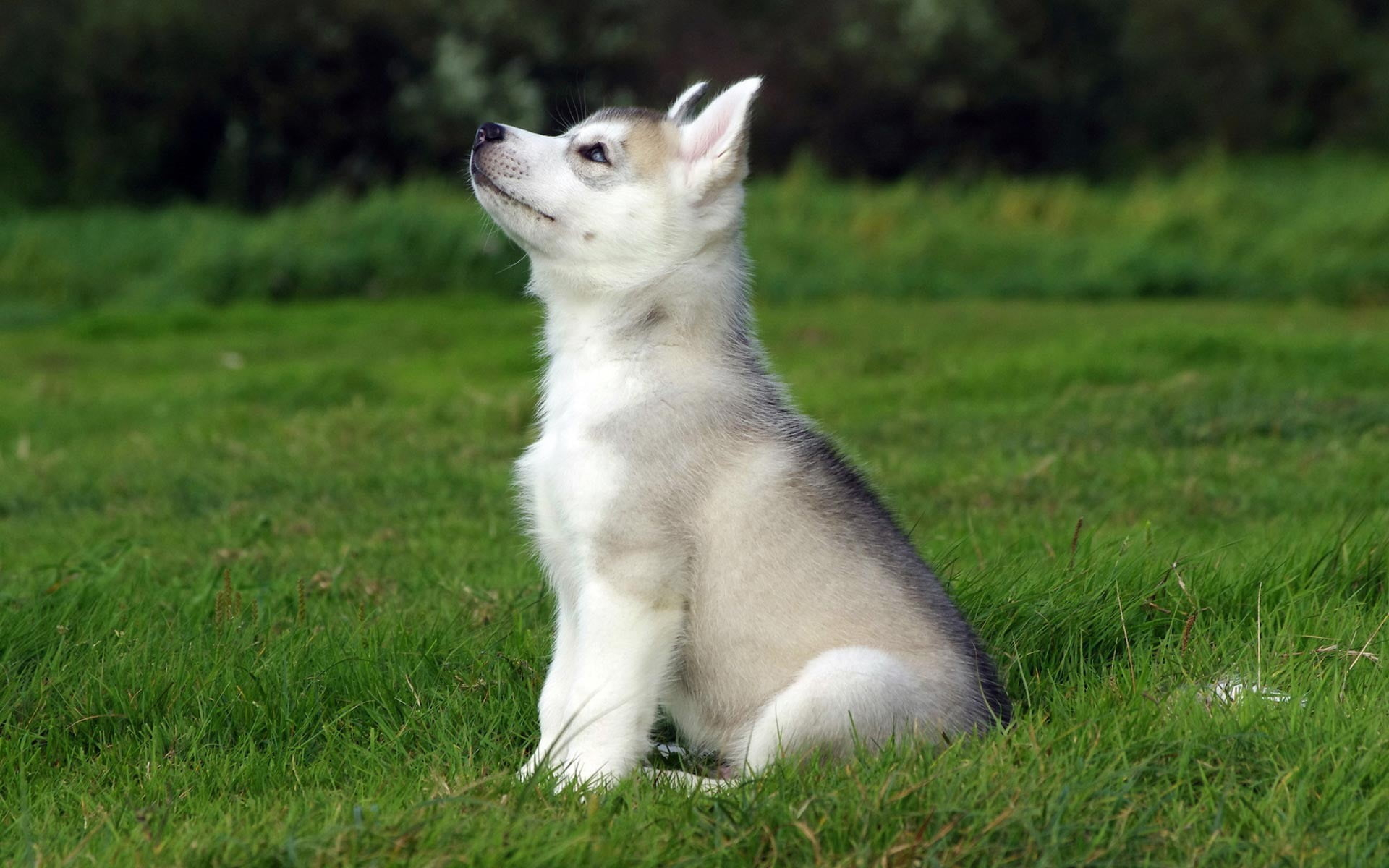 Gray Siberian Husky puppy, dog, animals, grass, one animal, animal themes wallpaper
