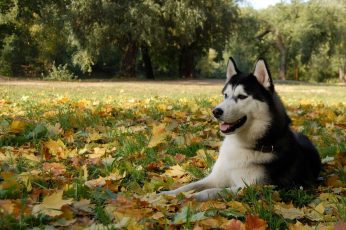 Adult white and black Siberian husky lying on the green grass field wallpaper