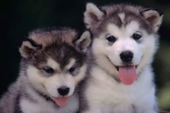 Wallpaper Short-coated gray and white puppies, animals, dog, хаски