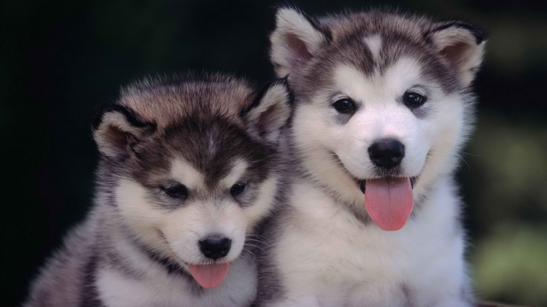 Wallpaper Short-coated gray and white puppies, animals, dog, хаски