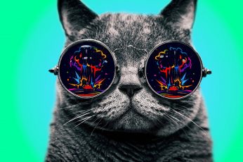 Gray cat, colorful, glasses, dope, Morpheus, digital art, simple background