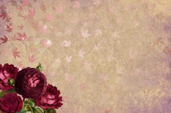 Wallpaper four red petaled flowers near beige surface, roses, leaves, gold