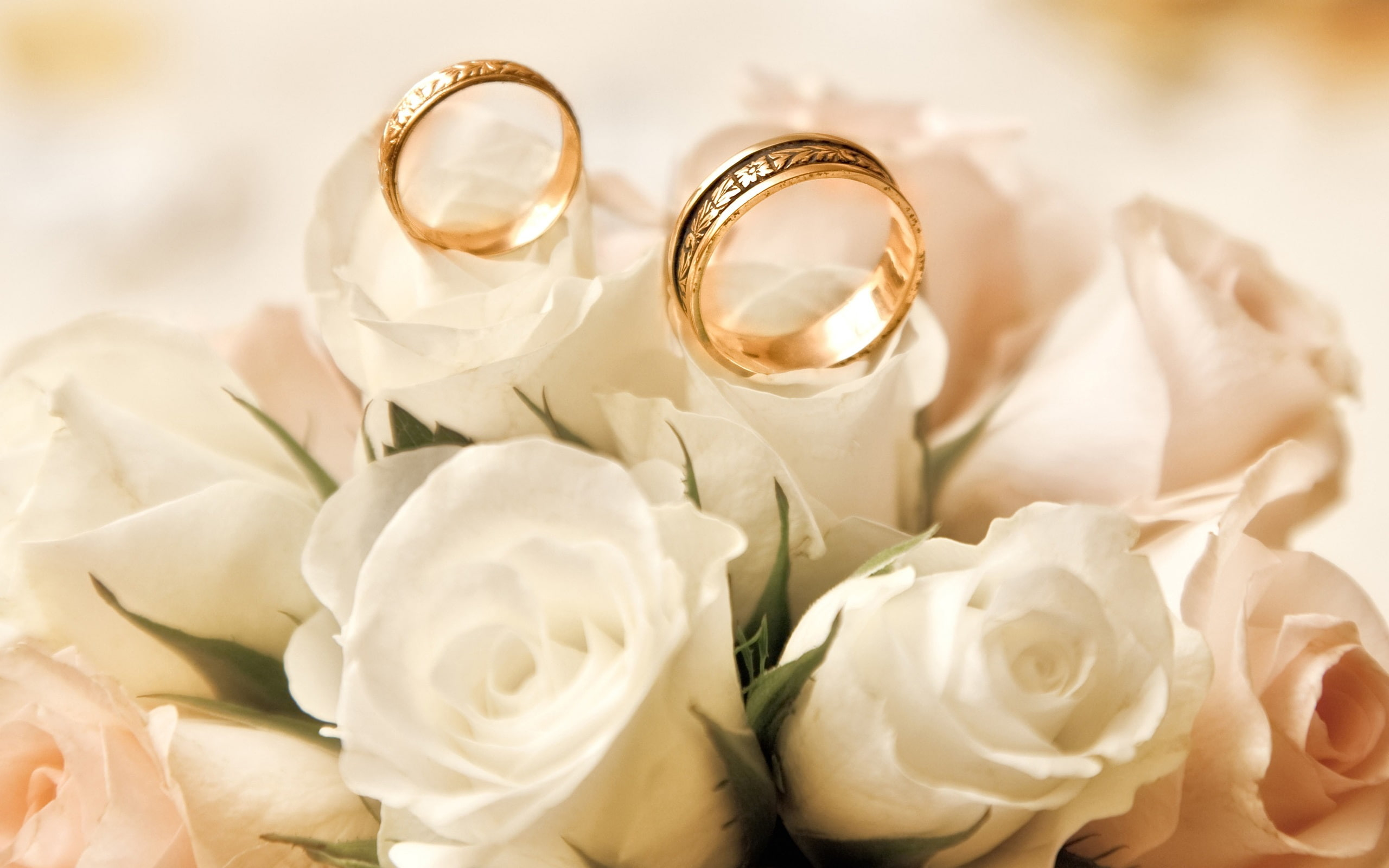 Wallpaper Engagement rings, roses, white flower buds, gold wedding band, white roses