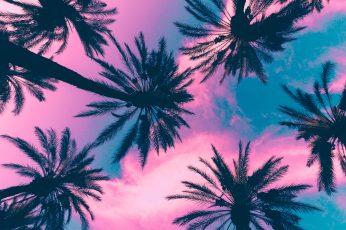 Coconut plant, palm trees, sky, clouds, pink, tropical climate wallpaper