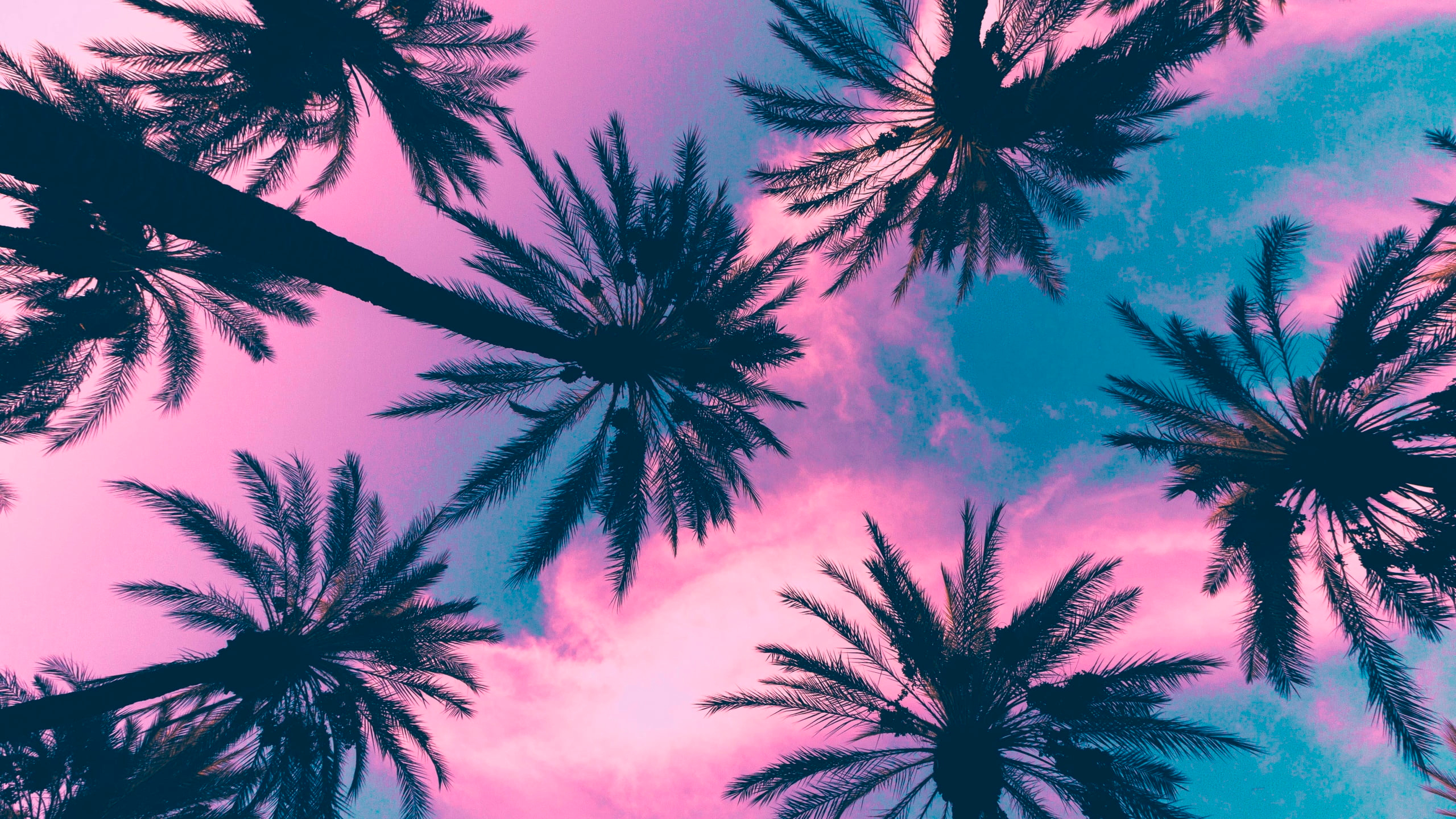 Coconut plant, palm trees, sky, clouds, pink, tropical climate wallpaper.