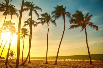 Tropical beach beautiful sunset, palm tree, sea, people, dusk, coconut trees wallpaper