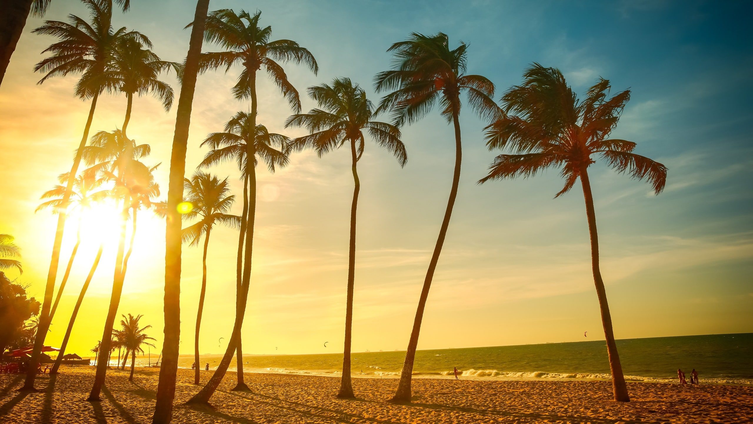 Tropical beach beautiful sunset, palm tree, sea, people, dusk, coconut trees wallpaper