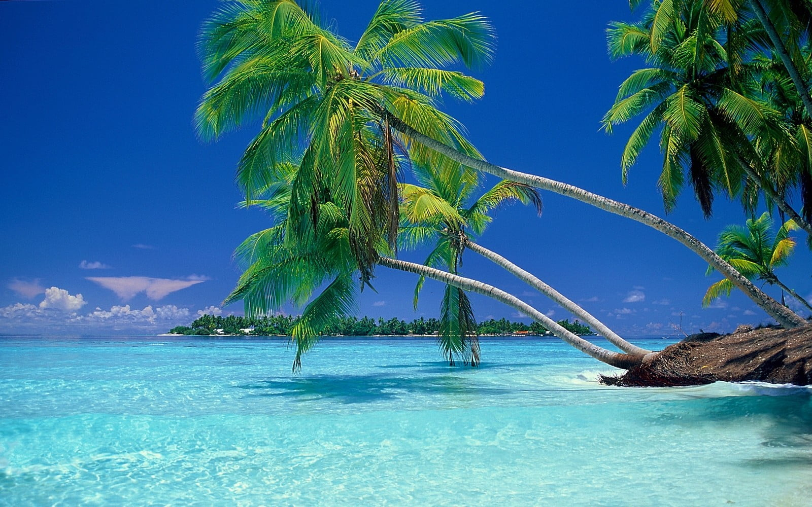 Green coconut palm tree, nature, landscape, beach, tropical, sea wallpaper
