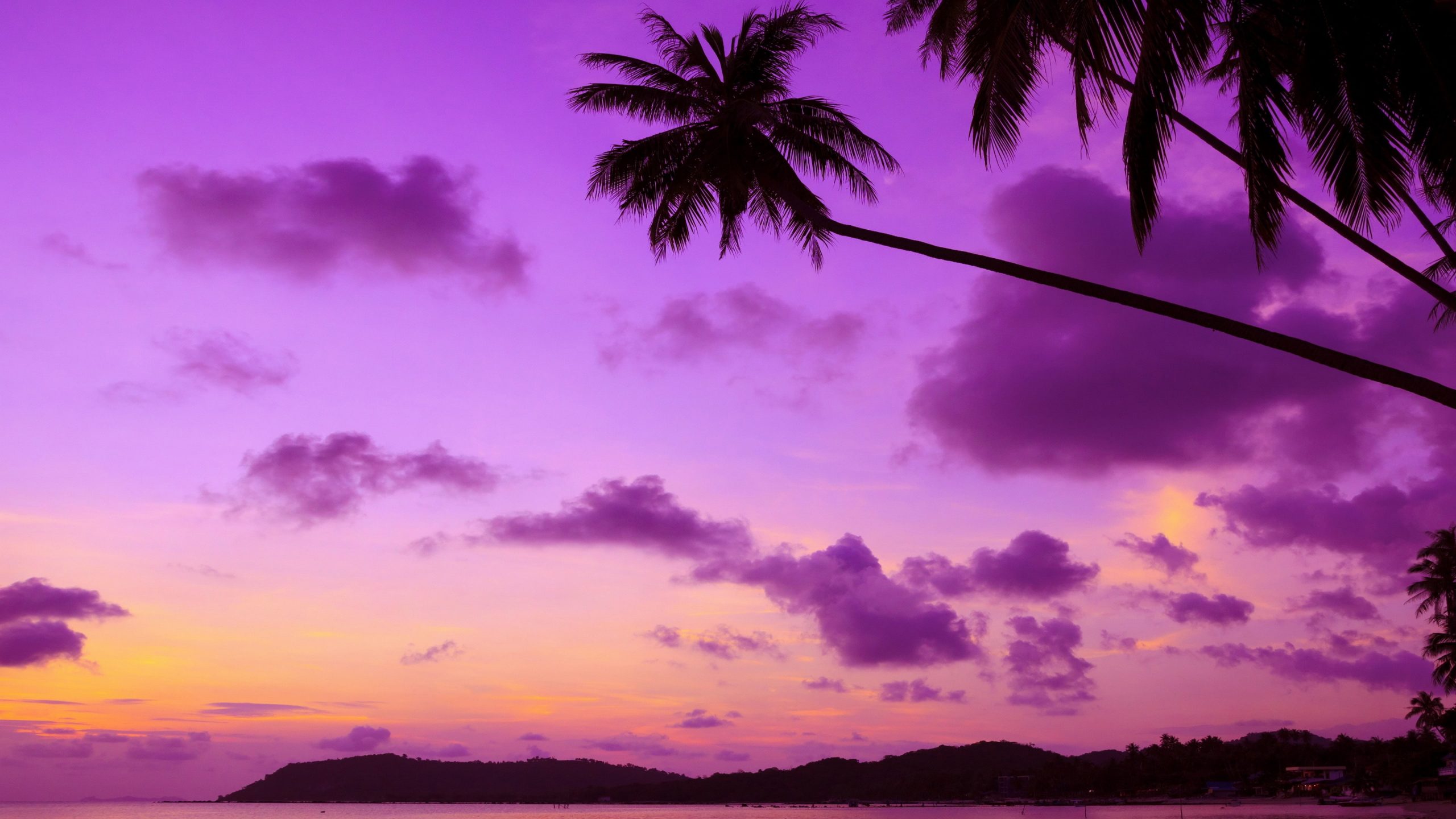 Purple sky, palm, afterglow, sunset, palm tree, dusk, silhouette wallpaper