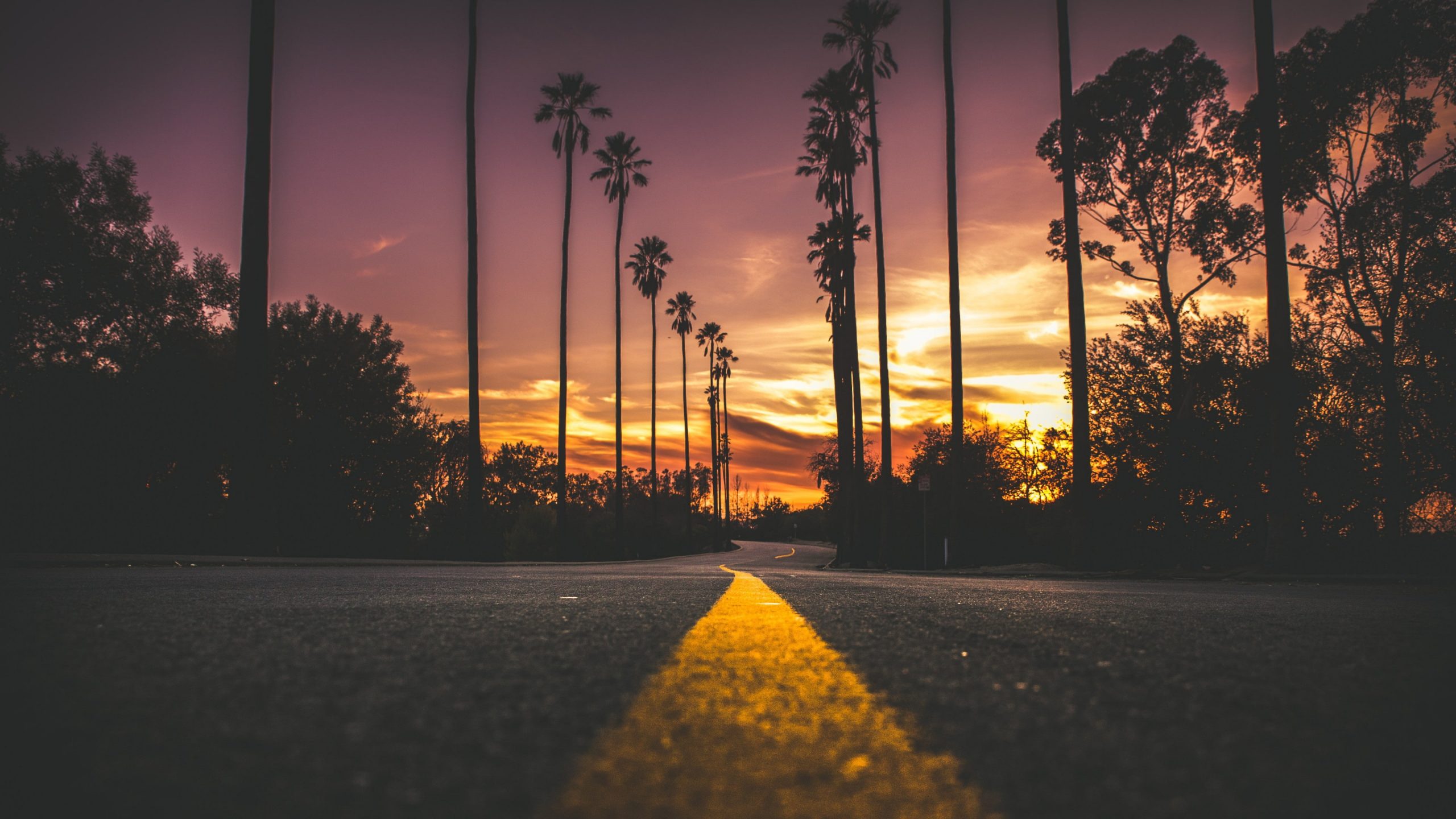 Road, palms, sky, purple sky, sunset, evening, purple sunset wallpaper