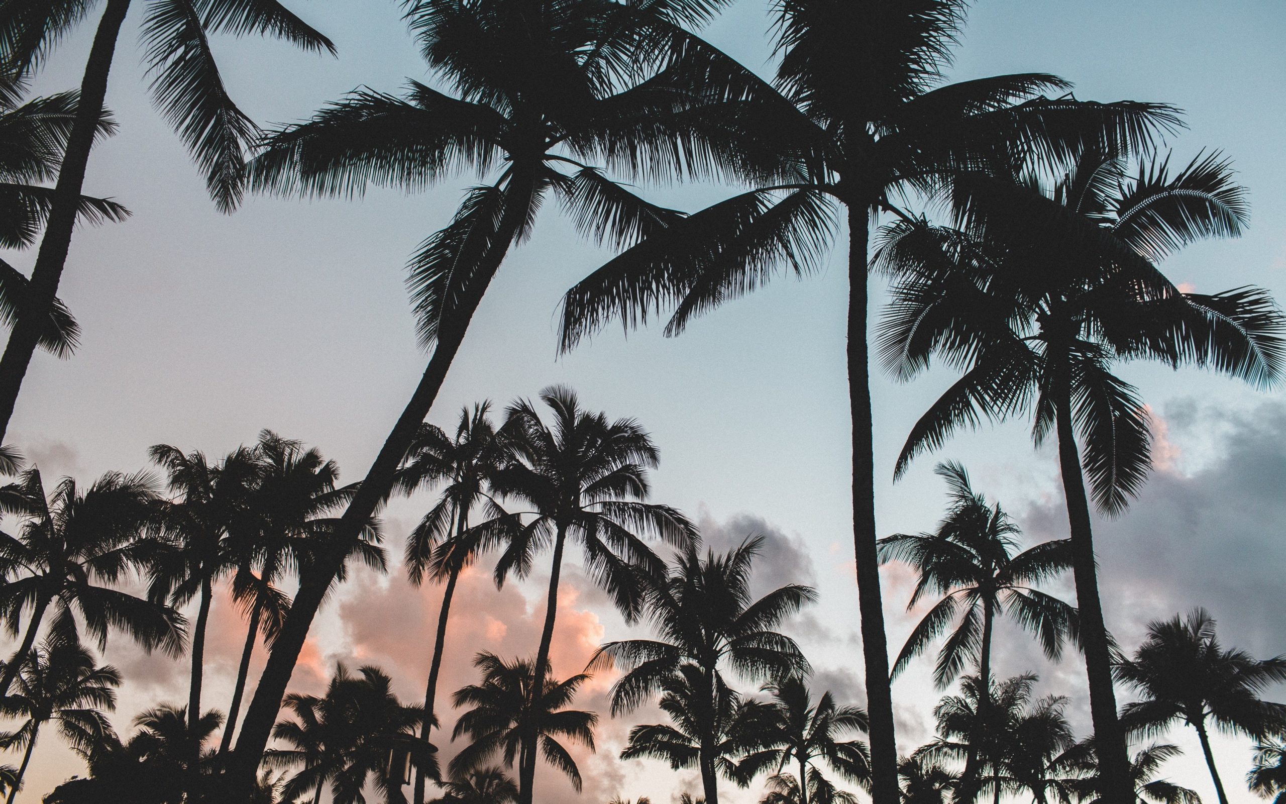 Palms, tropics backgrounds, trees, sky, download 3840x2400 palms wallpaper