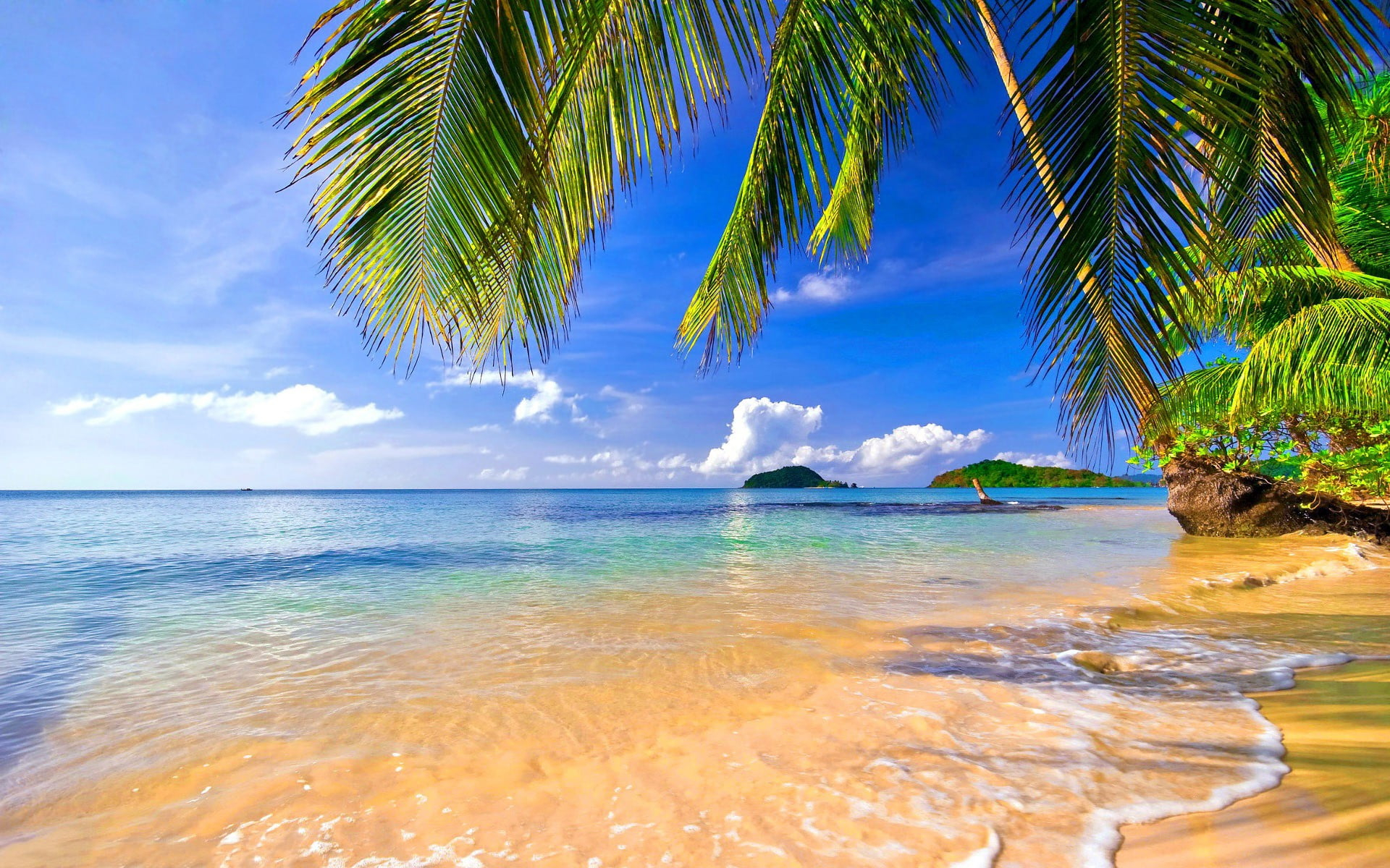 Coconut trees near water, landscape, tropical, beach, palm trees wallpaper