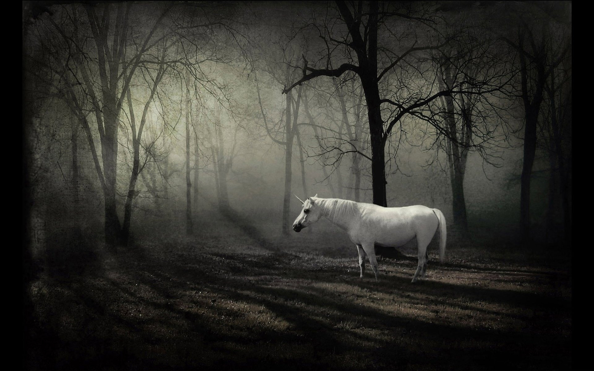 Unicorn wallpaper HD, white horse, fantasy