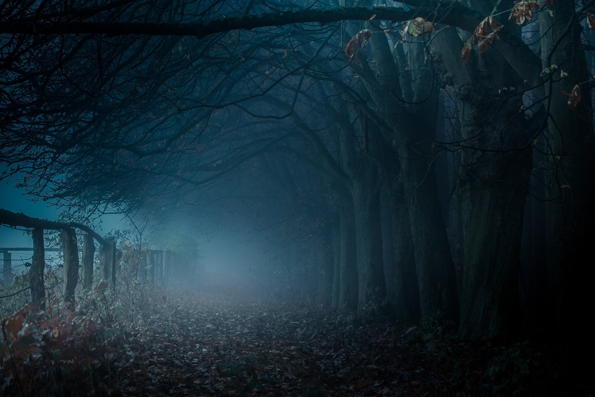 Brown bare trees, dark pathway with dead trees and fog, mist