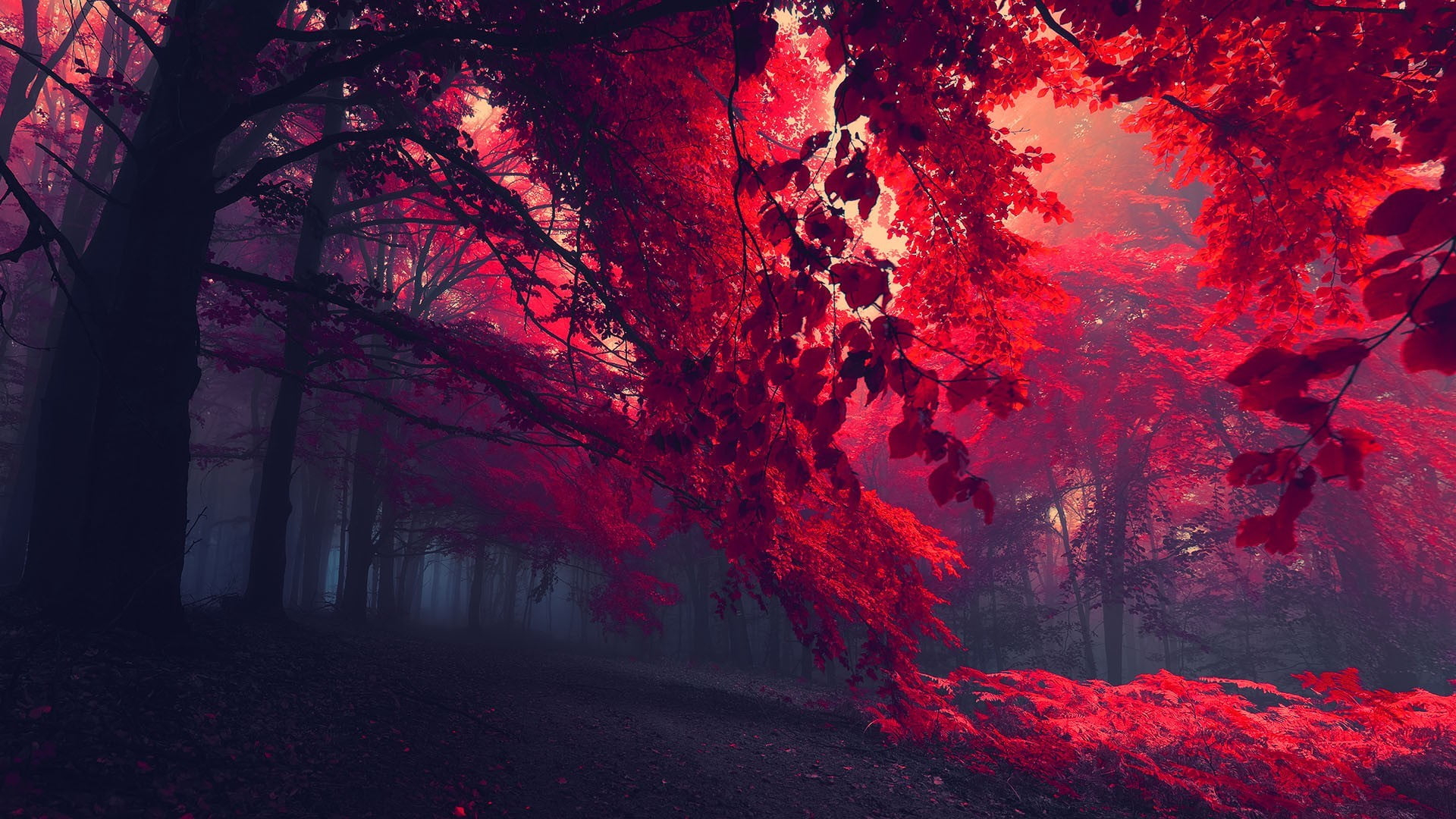 Black and red trees, sun rays through red trees, dark, nature