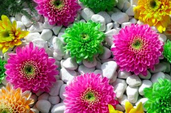 Green, pink, and yellow flowers, plants, colorful, stones, flowering plant wallpaper