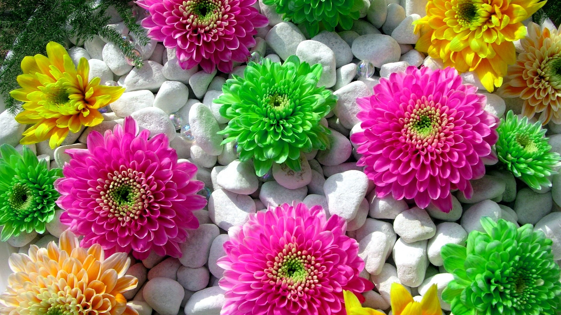 Green, pink, and yellow flowers, plants, colorful, stones, flowering plant wallpaper