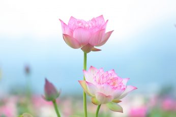 Focus photography of pink and white petaled flowers, lotus, lotus wallpaper